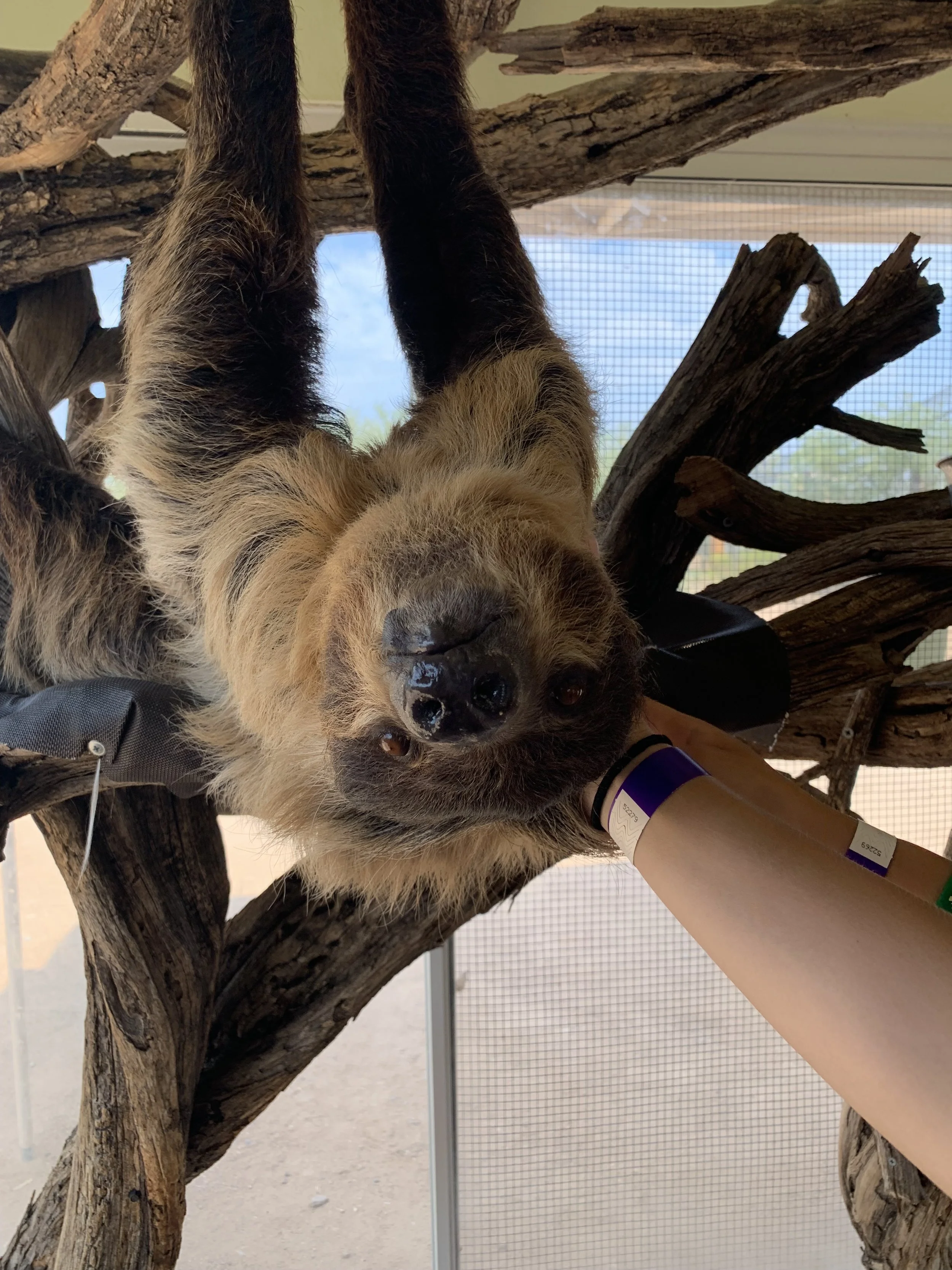 Experience the Wild at Out of Africa Wildlife Park in Arizona